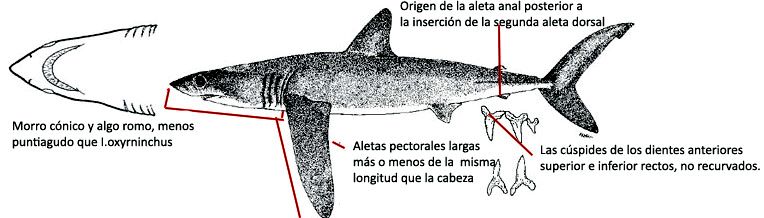 Isurus paucus_01.jpg